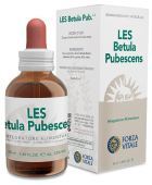 Betula Pubescens Brzoza Puszysta 50 ml