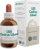 Cedrus Libani Liban Cedr 50 ml